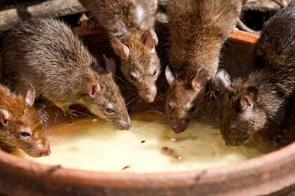 Algunos barrios en Nueva York sufren de infestaciones de ratas, especialmente aquellos densamente poblados (Pexels/Vincent M.A. Janssen)