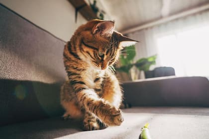 Algunos científicos han utilizado los movimientos de seres vivos como los gatos como fuente de números al azar.