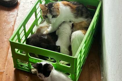 Algunos de los animales que fueron rescatados.