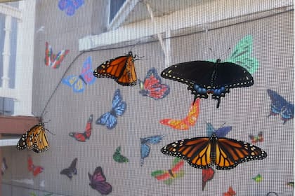Algunos de los ejemplares que nacen en el santuario son las monarca hembras y las cola de golondrina.