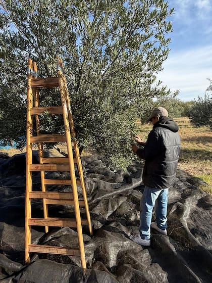 Algunos de los olivos de Chacras de Luyaba tienen más de 80 años y siguen alimentándose con agua de las sierras a través de acequias.