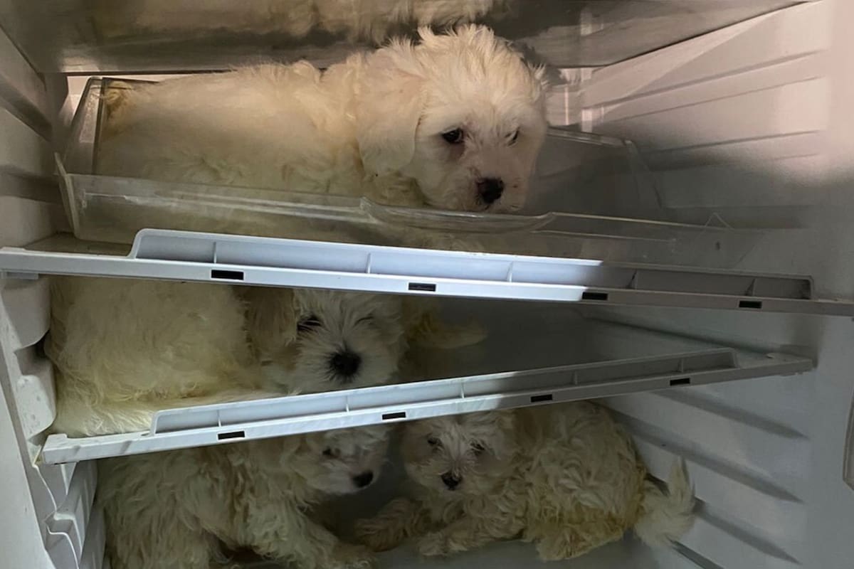 Algunos de los perros fueron escondidos en el interior de la heladera