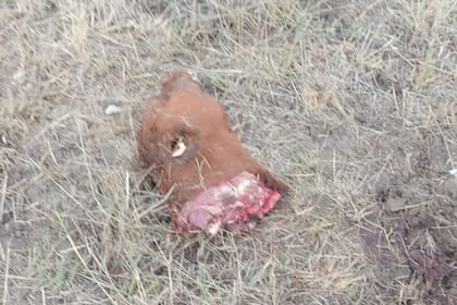 algunos de los restos que habían dejado los delincuentes los faenaron durante la noche