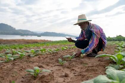 Algunos ensayos clínicos en curso evalúan si el tabaco puede servir para producir fármacos contra el VIH y el ébola