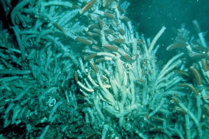 Algunos especímenes de los gusanos de tubo sobreviven más de 300 años