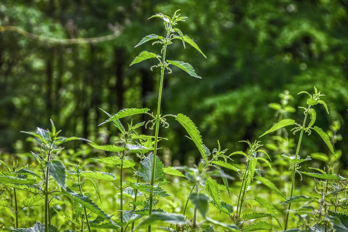 Algunos estudios han encontrado que la ortiga podría ser beneficiosa para nivelar el azúcar en el cuerpo y regular la diabetes