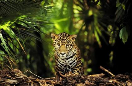 Algunos felinos, como los jaguares, pasan sus vidas en solitario, excepto cuando llega la hora de apareamiento