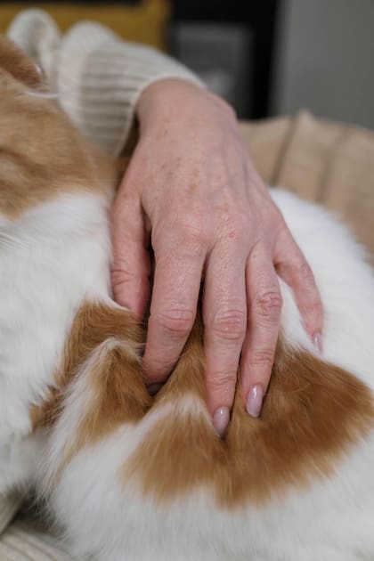 Algunos gatos pudieron detectar cambios en la salud de sus dueños antes de que fueran diagnosticados
