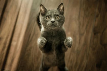 Algunos gatos pueden desarrollar tos a causa de parásitos pulmonares (imagen ilustrativa)