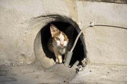 Algunos gatos se acercan si sienten que se les puede ofrecer comida o refugio