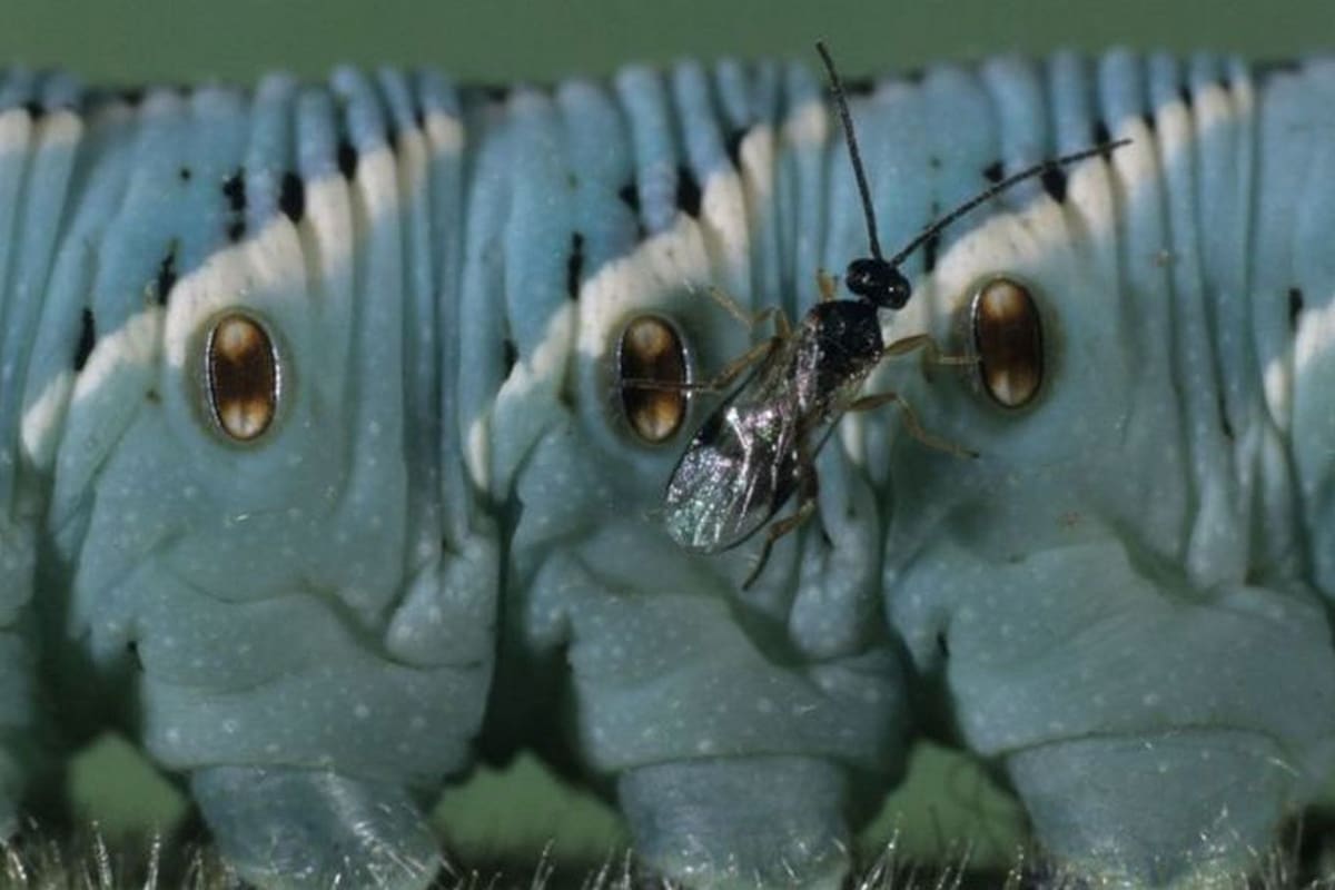 Algunos insectos pueden ser muy útiles para controlar plagas de los cultivos, siempre y cuando se utilicen apropiadamente