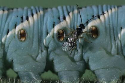 Algunos insectos pueden ser muy útiles para controlar plagas de los cultivos, siempre y cuando se utilicen apropiadamente