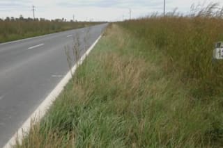 Buscan autorizar la siembra de 50.000 hectáreas al costado de las rutas nacionales