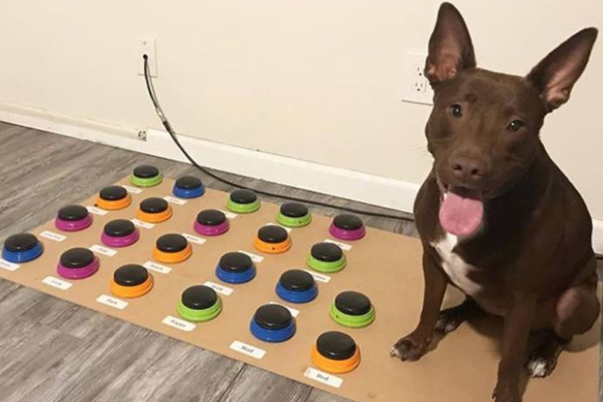 Algunos perros pueden llegar a conocer un máximo de cien palabras o más (Foto: iStock/Twitter @GabrielCastroOK)