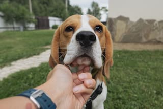 Juan Liquindoli, educador canino: “Los perros disfrutan las caricias, pero no todas se viven de la misma manera”