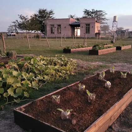 Algunos proyectos incorporan huertas comuniarias