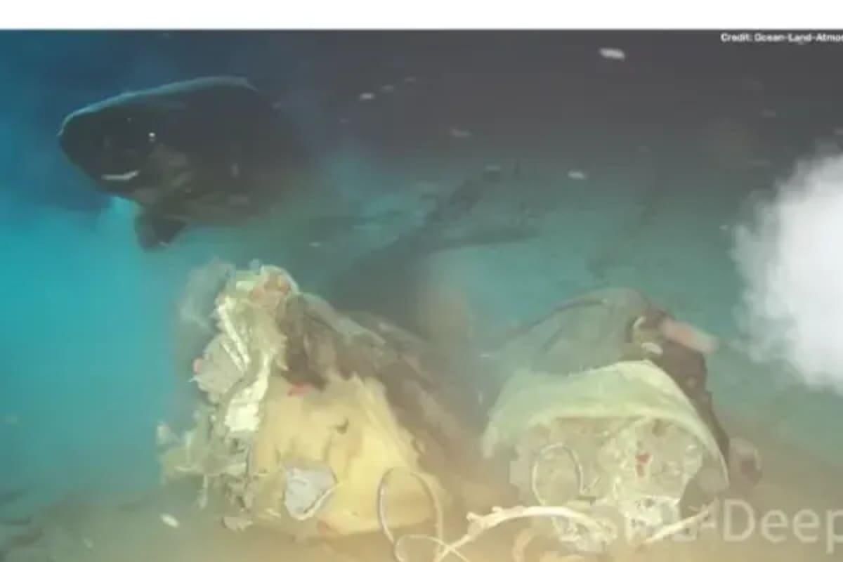 Algunos tiburones presentaban copépodos visibles adheridos a sus ojos.