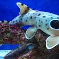 La especie de peces formada solo por hembras que obliga a los científicos a repensar el rol del sexo en la supervivencia