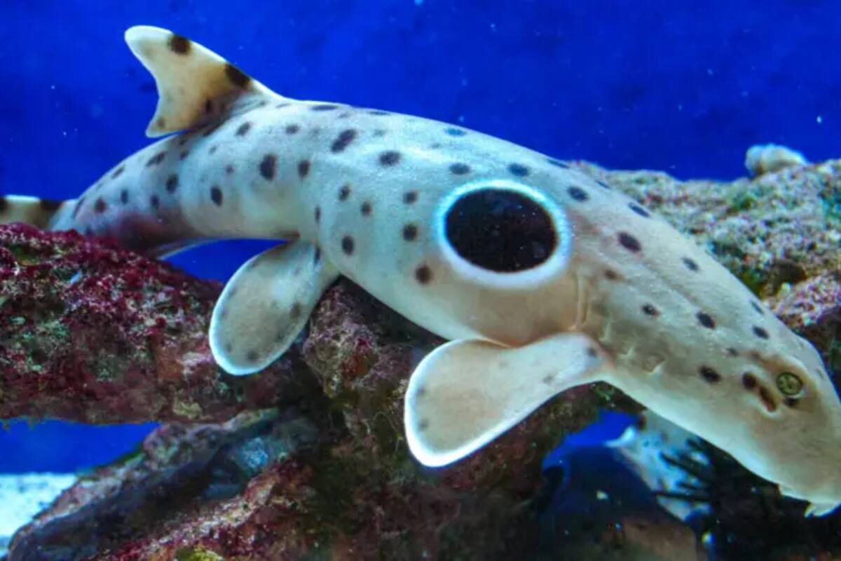 Algunos tiburones se reproducen asexualmente en cautiverio, según estudios, pero vuelven a tener relaciones sexuales cuando las condiciones lo permiten
