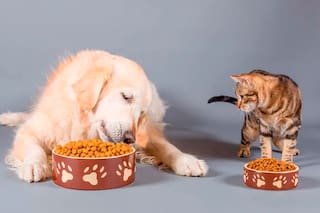 La alimentación de su mascota: una decisión que no se puede tomar a la ligera