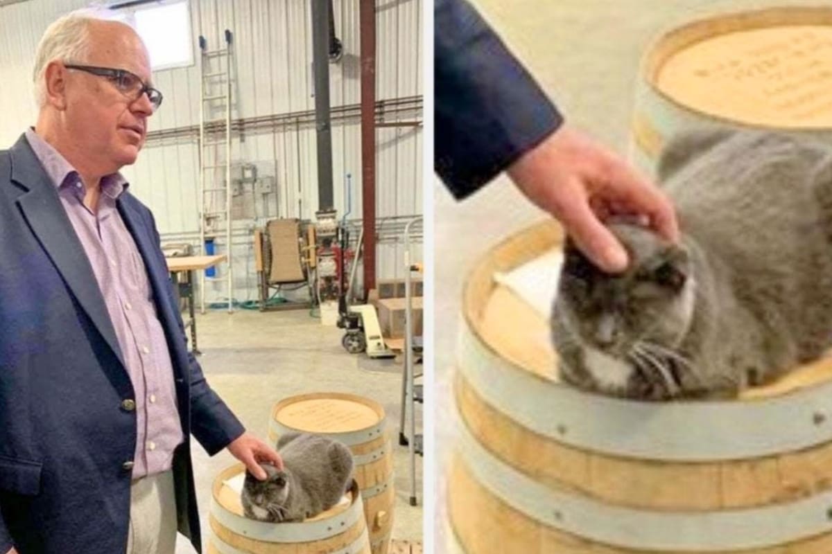 Algunos usuarios subieron memes de Tim Walz acariciando un gato, por la teoría conspirativa mencionada por Trump de que inmigrantes haitianos estaban comiendo mascotas de residentes de Ohio