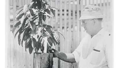 Alice Ball aisló los compuestos químicos del aceite proveniente de las semillas del árbol chaulmoogra