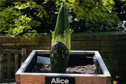 Alice es la flor que huele a muerte y comenzó a florecer en Chicago para emitir el olor nauseabundo que la caracteriza