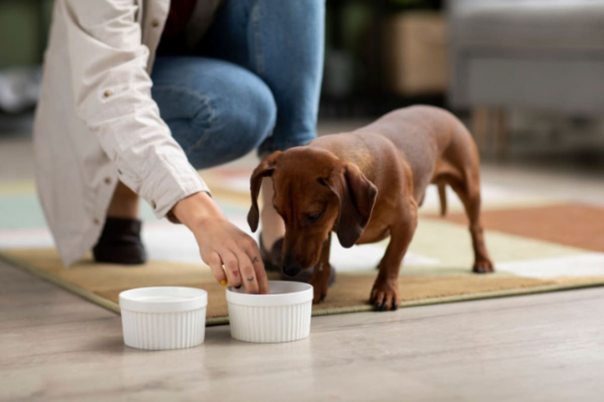 Alimentación balanceada y bienestar en mascotas: qué dicen los expertos