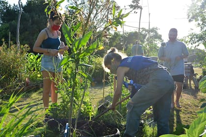 “Alimentación consciente”, “soberanía alimentaria”, “volver a los orígenes con las manos en la tierra”, son algunas de las frases que se escuchan en boca de quienes participan de las huertas comunitarias; en la foto, vecinas y vecinos porteños en un espacio en Villa Pueyrredón