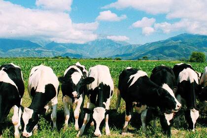 Alimentación pastoril en Campo Quijano