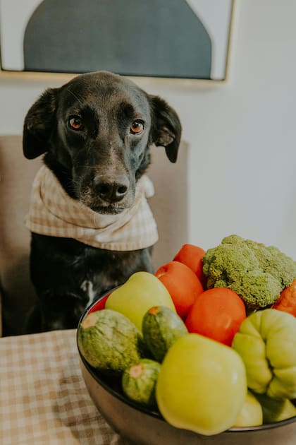 Alimentar a tus perros con verduras aportaría los nutrientes que el alimento balanceado no provee