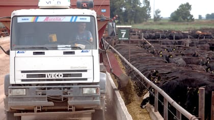 Alimento para los vacunos en el feedlot, donde se brindan servicios de capitalización y hotelería