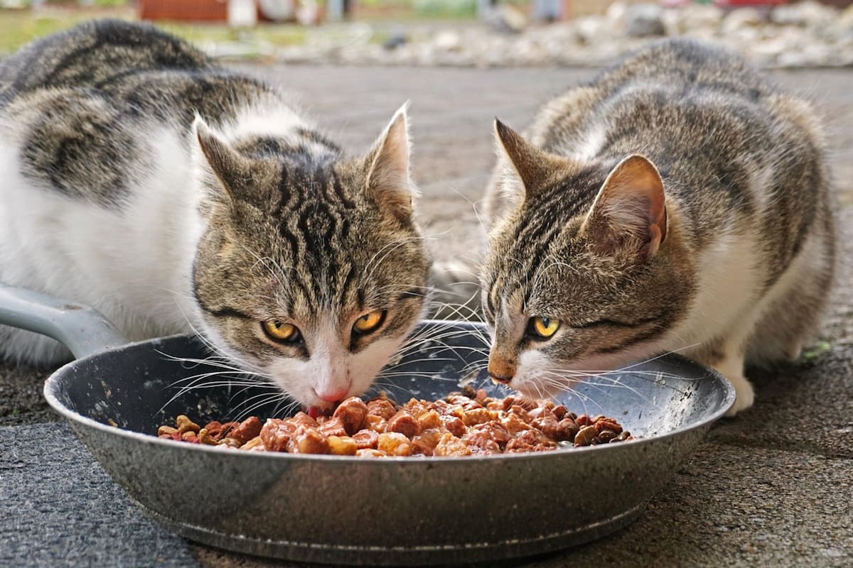 Alimentos humanos aptos para gatos: guía completa y segura (Foto de carácter ilustrativo: Pixabay)