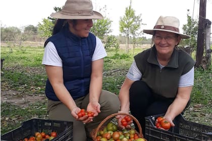 Alina Ruiz junto a su madre en la cosecha de tomates de la huerta en la finca Don Miguel