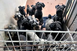 Clausuran un criadero ilegal y rescatan a 20 perros valuados en más de $20 millones