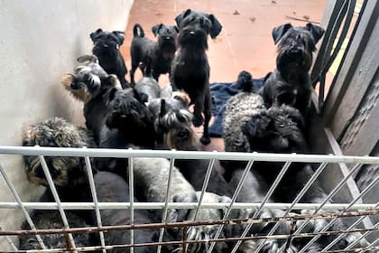 Allanamiento y clausura de un criadero ilegal de perros raza Schnauzer