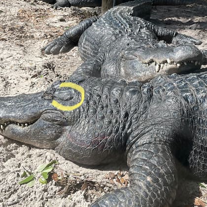 Allí están ubicadas las orejas de un caimán