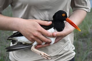 Los ostreros, de pico afilado y ojos vivaces, vuelven gracias a la conservación