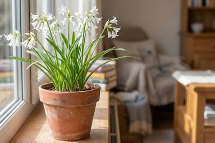 Allium triquetrum, más conocida como "Lágrimas de la Virgen", es originaria del sur de Europa y crece en suelos húmedos