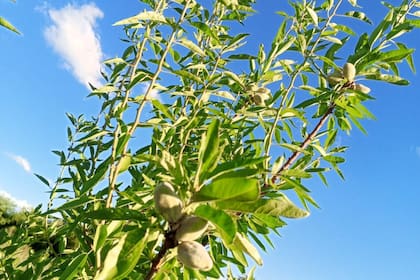 Almendro, otra opción en marcha