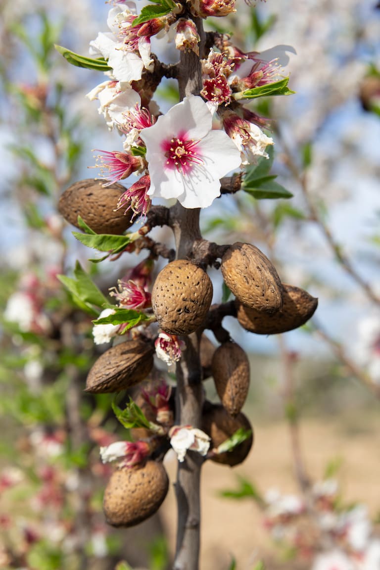 Almendros en camino hacia Alpuente