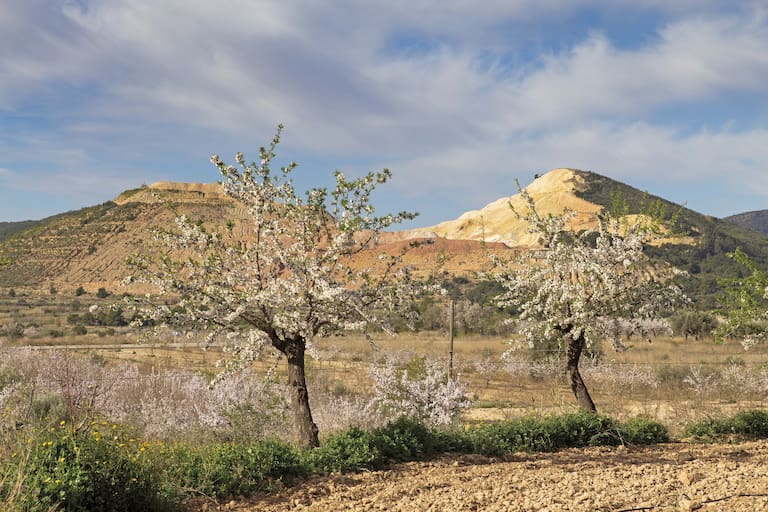 Almendros en flor camino hacia Al Puente.