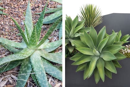 Aloe maculata y Agave attenuata, dos imprescindibles de los jardines de suculentas