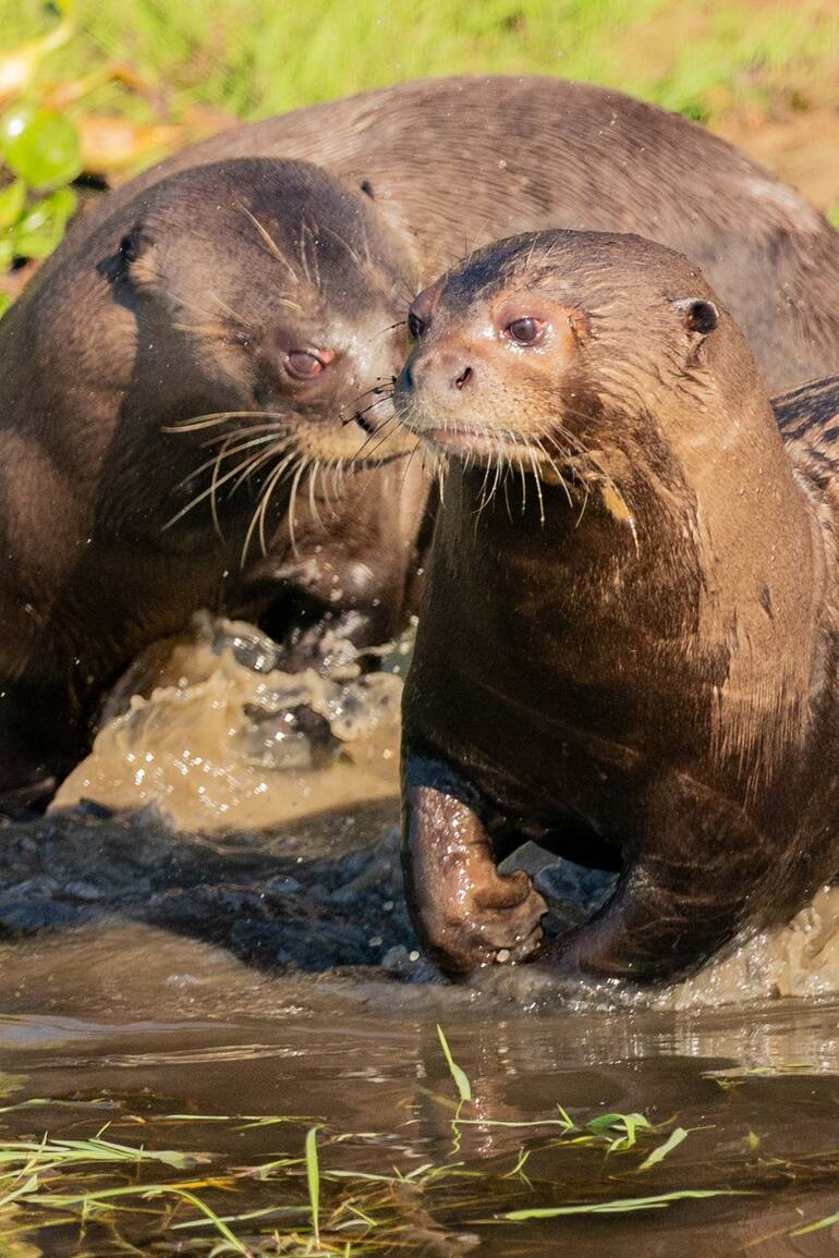 Alondra y Coco en Iberá