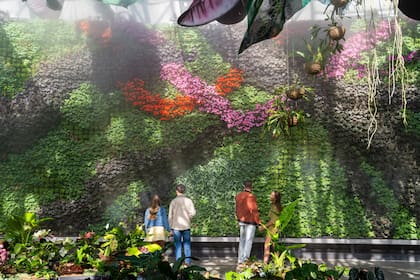 "Alquimia de una selva tropical" permite vivir la experiencia de recorrer este paisaje y observar una de las paredes verdes más grandes del hemisferio sur
