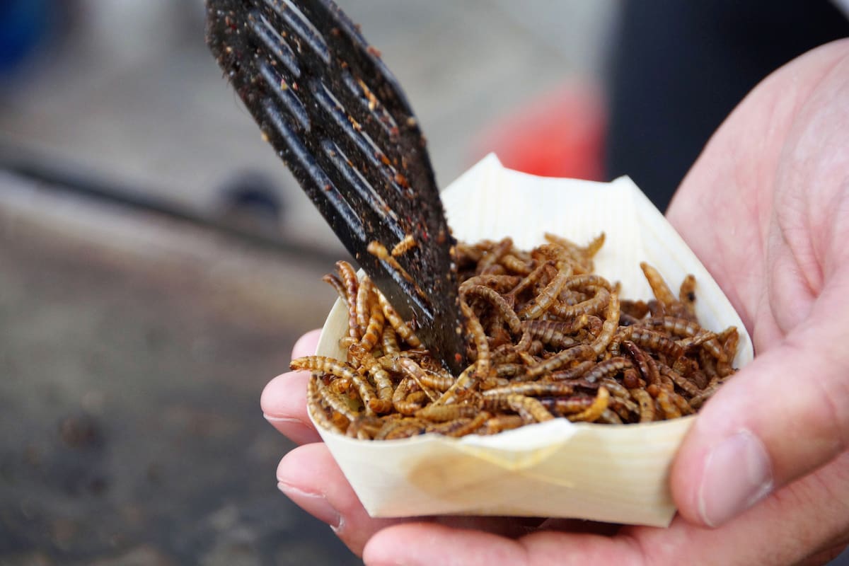 Alrededor de 2.000 especies de insectos se consumen en naciones de Asia, América del Sur y África