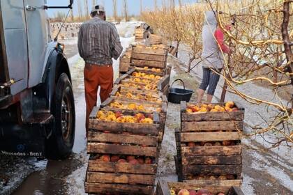 Alrededor de 350 pequeños productores, especialmente de uvas y duraznos, perdieron toda su cosecha y parte de la próxima, debido a la fuerza de la tormenta