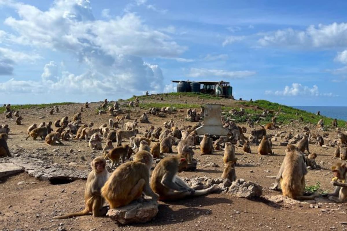 Alrededor de Cayo Santiago hay varios comederos en los que los primates se alimentan por orden de jerarquía