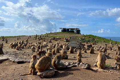 Alrededor de Cayo Santiago hay varios comederos en los que los primates se alimentan por orden de jerarquía