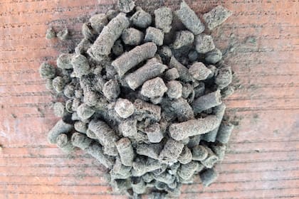 Alrededor de las raíces o mezclados con el sustrato, los pellets encuentran las condiciones para comenzar a transformarse
